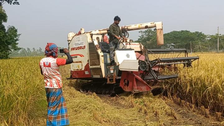 গ্রাম বাংলায় শুরু হয়েছে আমন ধান কাটার উৎসব, বাড়ছে আধুনিক প্রযুক্তির ব্যবহার